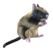 HUNTER Wildlife rotte