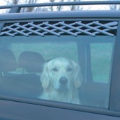 Ventilationsgitter til bilen - frisk luft til hunden