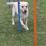 Agility slalom st�nger