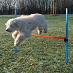 Agility spring