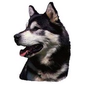 Klisterm�rke, Alaska Malamute