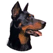 Klisterm�rke, Beauceron