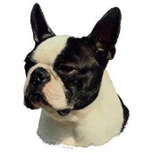Klisterm�rke, Boston Terrier