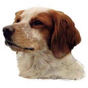 Klisterm�rke, Brittany Spaniel