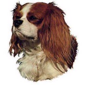Klisterm�rke, Cavalier King Charles Spaniel