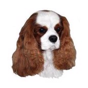 Klisterm�rke, Cavalier King Charles Spaniel