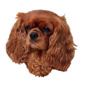Klisterm�rke, Cavalier King Charles Spaniel