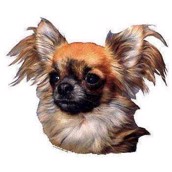 Klisterm�rke, langh�ret Chihuahua