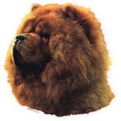 Klisterm�rke, Chow Chow