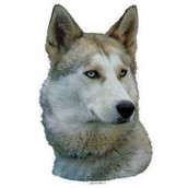 Klisterm�rke, Husky