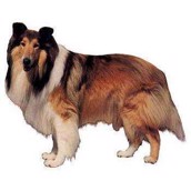 Klisterm�rke, Collie