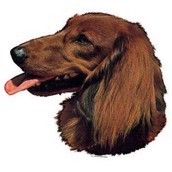 Klisterm�rke, Langh�ret gravhund