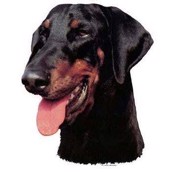 Klisterm�rke, Dobermann