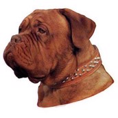 Klisterm�rke, Dogue De Bordeaux