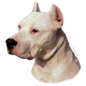 Klisterm�rke, Dogo Argentino