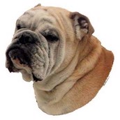 Klisterm�rke, Engelsk Bulldog