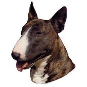 Klisterm�rke, Engelsk Bullterrier