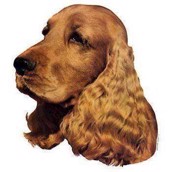 Klisterm�rke, Engelsk Cocker Spaniel