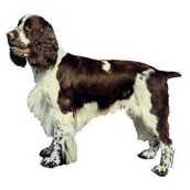 Klisterm�rke, Engelsk Springer Spaniel