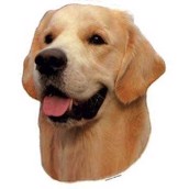 Klisterm�rke, Golden Retriver