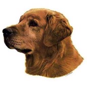 Klisterm�rke, Golden Retriver
