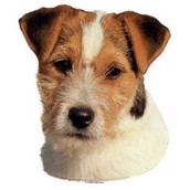 Klisterm�rke, Jack Russel Terrier