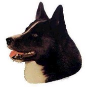 Klisterm�rke, Karelsk bj�rne hund