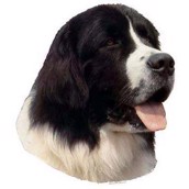 Klisterm�rke, Landseer