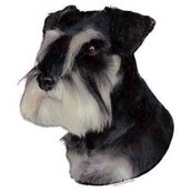 Klisterm�rke, Miniature Schnauzer
