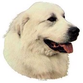 Klisterm�rke, Pyren�re hund