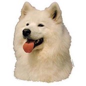 Klisterm�rke, Samoyede
