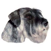Klisterm�rke, Stor gr� Schnauzer