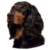 Klisterm�rke, Gordon Setter