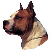 Klisterm�rke, Amerikansk Staffordshire Terrier