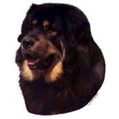 Klisterm�rke, Tibetan Mastiff