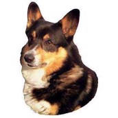 Klisterm�rke, Welsh Corgi
