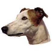 Klisterm�rke, Greyhound