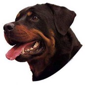 Klisterm�rke, Rottweiler