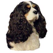 Klisterm�rke, Cavalier King Charles Spaniel