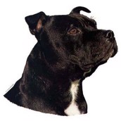 Klisterm�rke, Staffordshire Bull Terrier