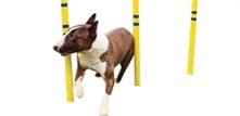 Udstyr til agility - agilityredskaber