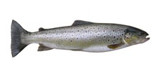 Hunde godbidder med fisk - fiskegodbidder til hunde