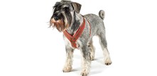 Hundeseler - seler til hunde
