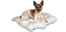 Puder og madrasser til hunde - flade hundesenge