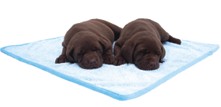 Hundet&aelig;pper og vet beds - underlag til hunde