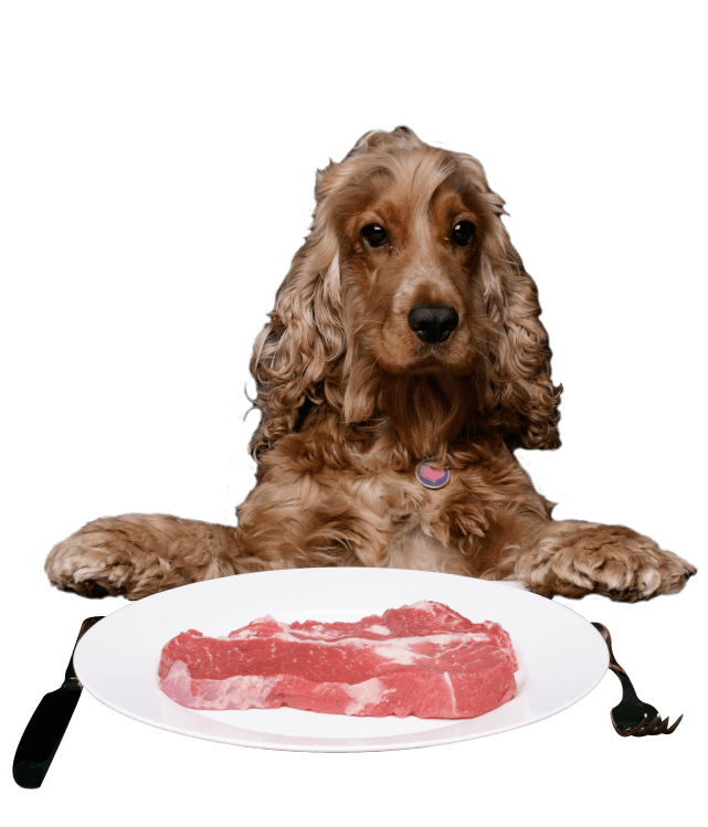 Naturligt hundefoder - råt barf kød
