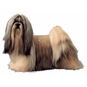 Klistermærke, Shih Tzu, Large