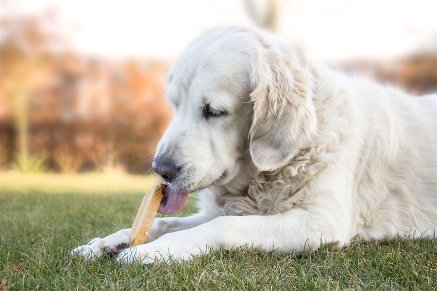 overrasket gentagelse rolle Himalaya Yaki - Proteinrig, fedtfattig og glutenfri vegetarisk,  langtidsholdbar snack som din hund vil elske