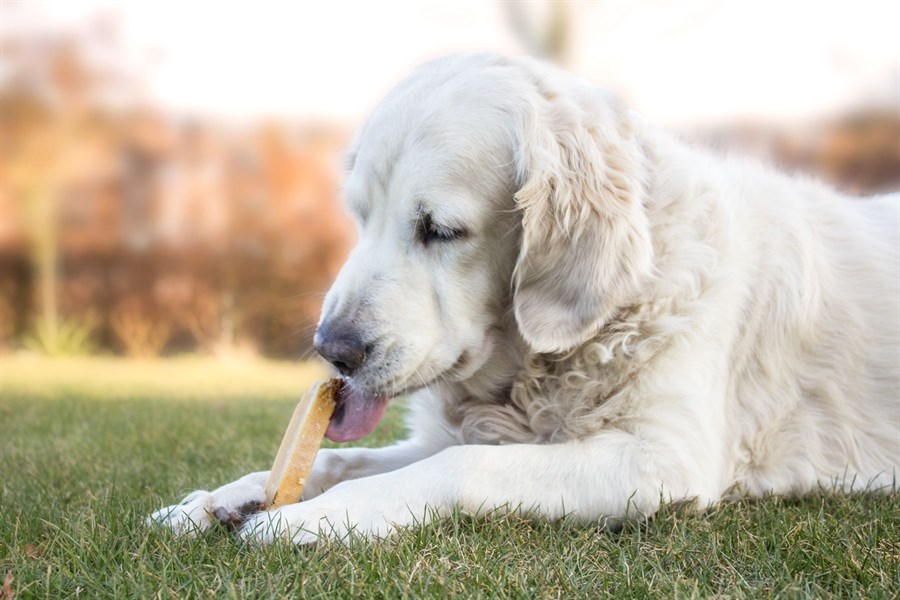 Himalaya Yaki - Proteinrig, fedtfattig glutenfri vegetarisk, langtidsholdbar snack som din hund vil elske