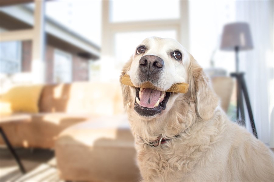 overrasket gentagelse rolle Himalaya Yaki - Proteinrig, fedtfattig og glutenfri vegetarisk,  langtidsholdbar snack som din hund vil elske